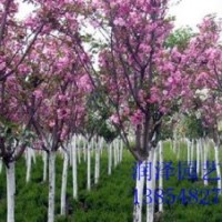 供應(yīng)山東櫻花，櫻花價(jià)格，3公分櫻花價(jià)格、3公分櫻花價(jià)格