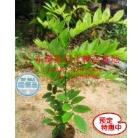 云南黃花梨苗供應(yīng)，降梨黃檀價(jià)格，云南黃花梨苗