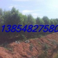 供應(yīng)3公分龍柱碧桃，4公分龍柱碧桃價(jià)格，龍柱碧桃基地