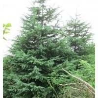 各種規(guī)格雪松