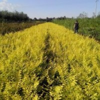 出售地接金葉榆