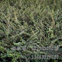 嫁接垂柳保定海源供應(yīng)