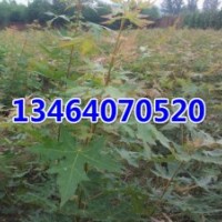 五角楓，金葉復(fù)葉槭，紫葉稠李，紅葉李，山桃稠李