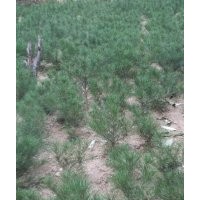 大量供應(yīng)40-60公分高白皮松幼苗