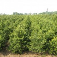 大量供應(yīng)各種綠化苗杜仲,桂花,雪松