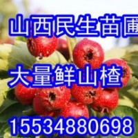 山西山楂價(jià)格 山西商品果 山西山楂打漿果