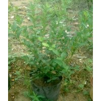 山東臨沂春華藍(lán)莓園藍(lán)莓 藍(lán)莓果 藍(lán)莓苗 藍(lán)莓盆栽藍(lán)莓苗木