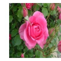 大江供應(yīng)豐花月季，紅帽月季，黃帽月季，大花月季等