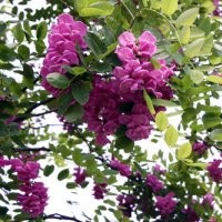 河北2013香花槐最新苗子