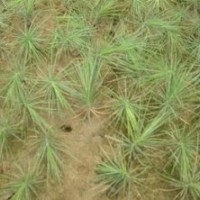 供應(yīng)白皮松 1-90公分營(yíng)養(yǎng)杯白皮松