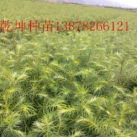 廣西杉木苗杉木