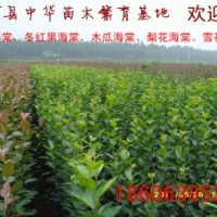 海棠：北美彩葉系列海棠品種有：凱爾斯、王族、絢麗、光輝、道格