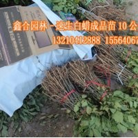 山東萬畝速生白蠟苗600萬棵待售，質(zhì)優(yōu)價廉