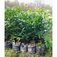 供應(yīng)竹柏苗