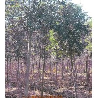 供應(yīng)7-8cm高桿女貞|女貞