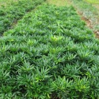 湖南十大功勞最新報價，瀏陽特價批發(fā)十大功勞，首選湖南