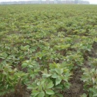 供應牡丹苗，白芍苗，芍藥苗