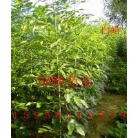 供１－３米【速生國(guó)槐＼白臘＼法桐】春樹(shù)＼【垂柳小苗＼毛白楊苗