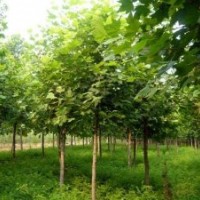 法桐小苗、國槐小苗、白蠟小苗、柳樹小苗、北欒小苗、國槐、黃金