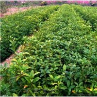 緊急大量出售金桂苗，量大優(yōu)惠，湖南省湘西自治州