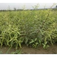 供應(yīng)山西大量皂角苗、優(yōu)惠價格供應(yīng)