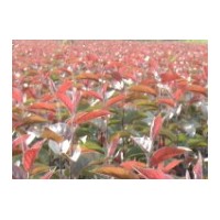 光輝海棠1-5公分一年二年四年苗光輝接穗