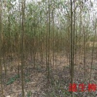 大量供應(yīng)速生柳苗子