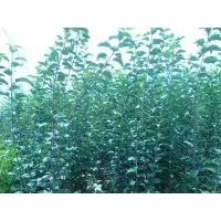 大量出售紅葉李紫葉李