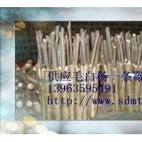 中國毛白楊小苗 一條鞭 炮捻