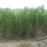 合歡樹(shù)價(jià)格合歡樹(shù)苗價(jià)格1-5公分合歡小苗價(jià)格