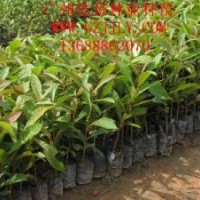 杜英營養(yǎng)苗杜英種子供應(yīng)杜英價(jià)格優(yōu)惠