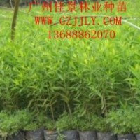 檀香種苗檀香營養(yǎng)苗檀香種子，首選廣州佳景林業(yè)種苗苗圃