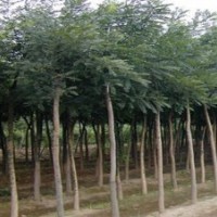 供應(yīng)速生國槐小苗