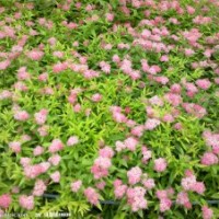 繡線菊,金絲梅，錦帶