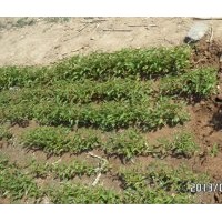 青島櫻花小苗 大量供應： 青島櫻花小苗（單櫻，雙櫻，紅葉櫻花等