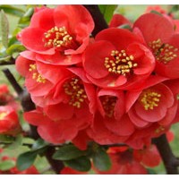 金焰繡線菊、珍珠繡線菊、日本繡線菊、貼梗海棠