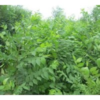 速生柳小苗，垂柳小苗，國槐小苗，榆樹小苗