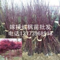 全國紅楓樹苗批發(fā)包成活青楓嫁接紅楓小苗