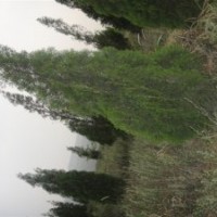 葡萄苗 蘋果苗 冬青 山桃 棗樹 火炬樹苗 五角楓 山桃