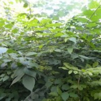 山東棗莊萬畝石榴園青檀寺內(nèi)正宗青檀樹苗