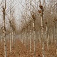大量法桐白蠟一年苗 造型法桐