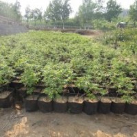 四季玫瑰苗價格