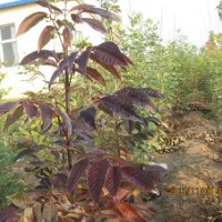 供應(yīng)秋紫白蠟