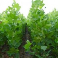 特價(jià)供應(yīng)速生法桐小苗、白蠟小苗、國槐小苗、柳樹小苗、北欒小苗