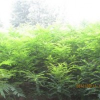 出售白蠟半成品、合歡小苗、國槐小苗