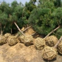 油松|油松苗|油松小苗|黑松苗|側(cè)柏苗供應(yīng)