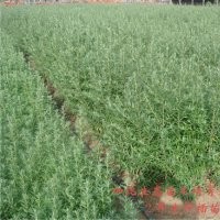 供應(yīng)沙棘小苗