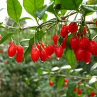 一年生和多年生枸杞苗。枸杞樹，金銀花苗金銀花樹