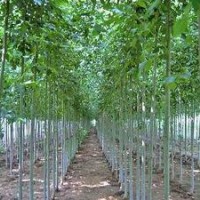 常年大量供應(yīng)毛白楊|種苗炮念和一條鞭|國(guó)槐|白臘|柳樹| 107速生