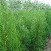 長期供應(yīng)各種規(guī)格側(cè)柏